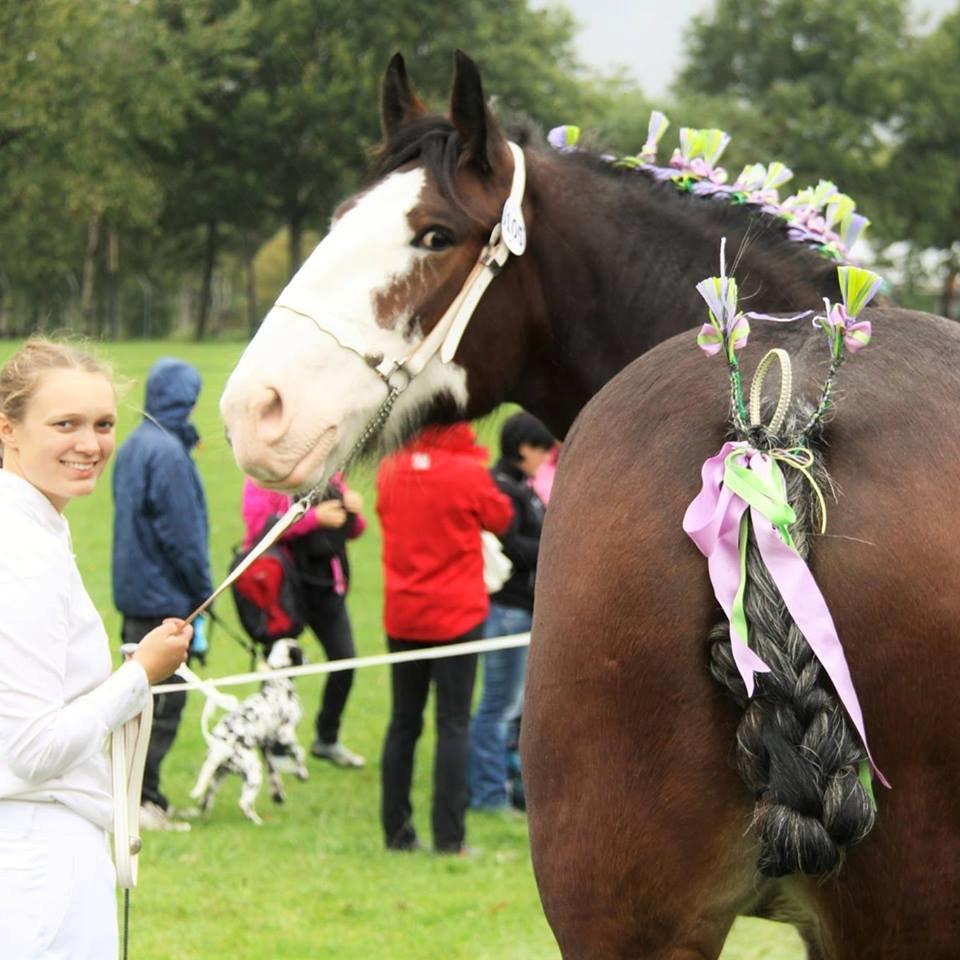 Shire Shirefarm en chating Elektra - Store hestedag 2015 billede 4