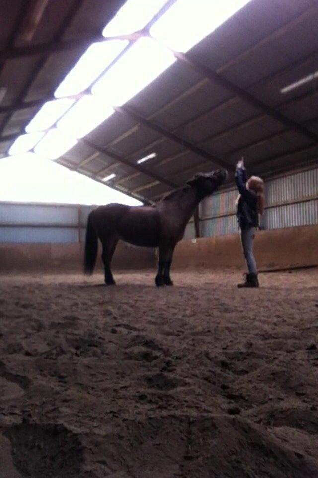 Anden særlig race Else { part } billede 9