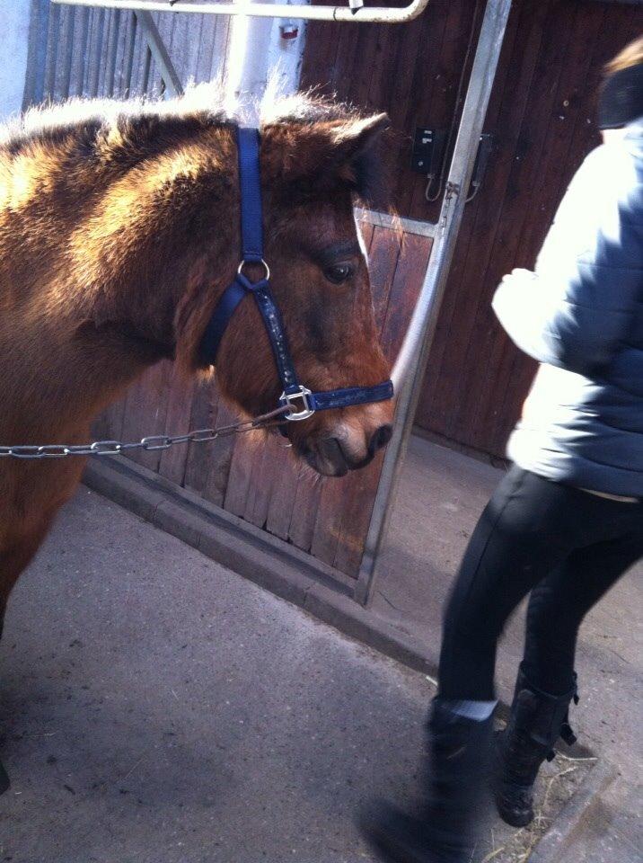 Anden særlig race Else { part } billede 14