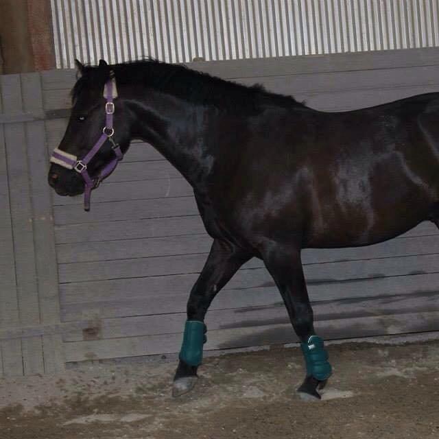 New Forest Kronborggaards Gigolo billede 6