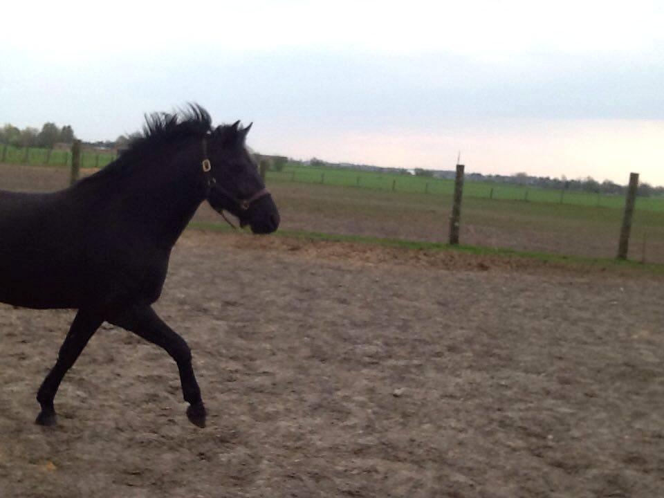 New Forest Kronborggaards Gigolo billede 7