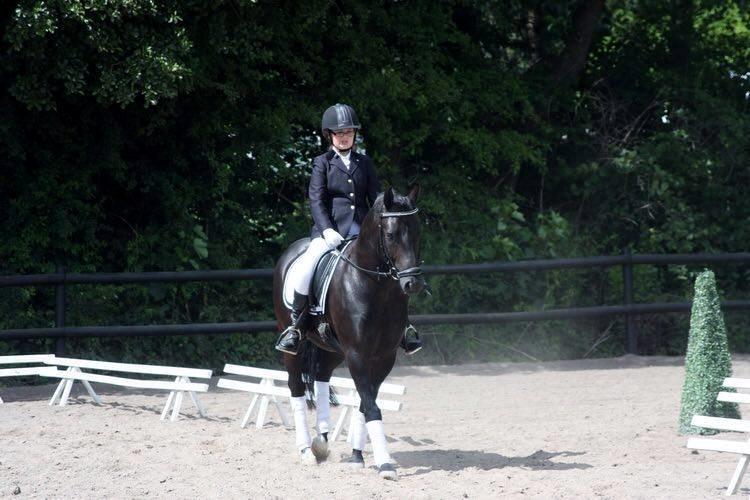 New Forest Kronborggaards Gigolo billede 8