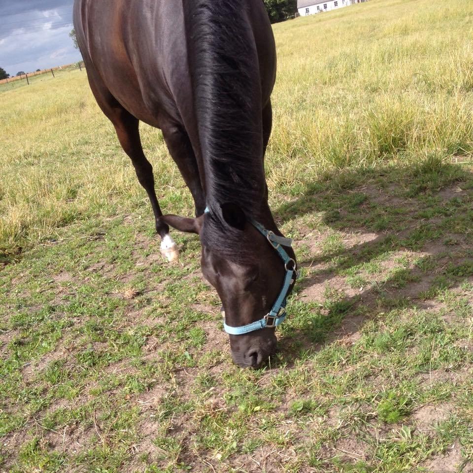 New Forest Kronborggaards Gigolo billede 9