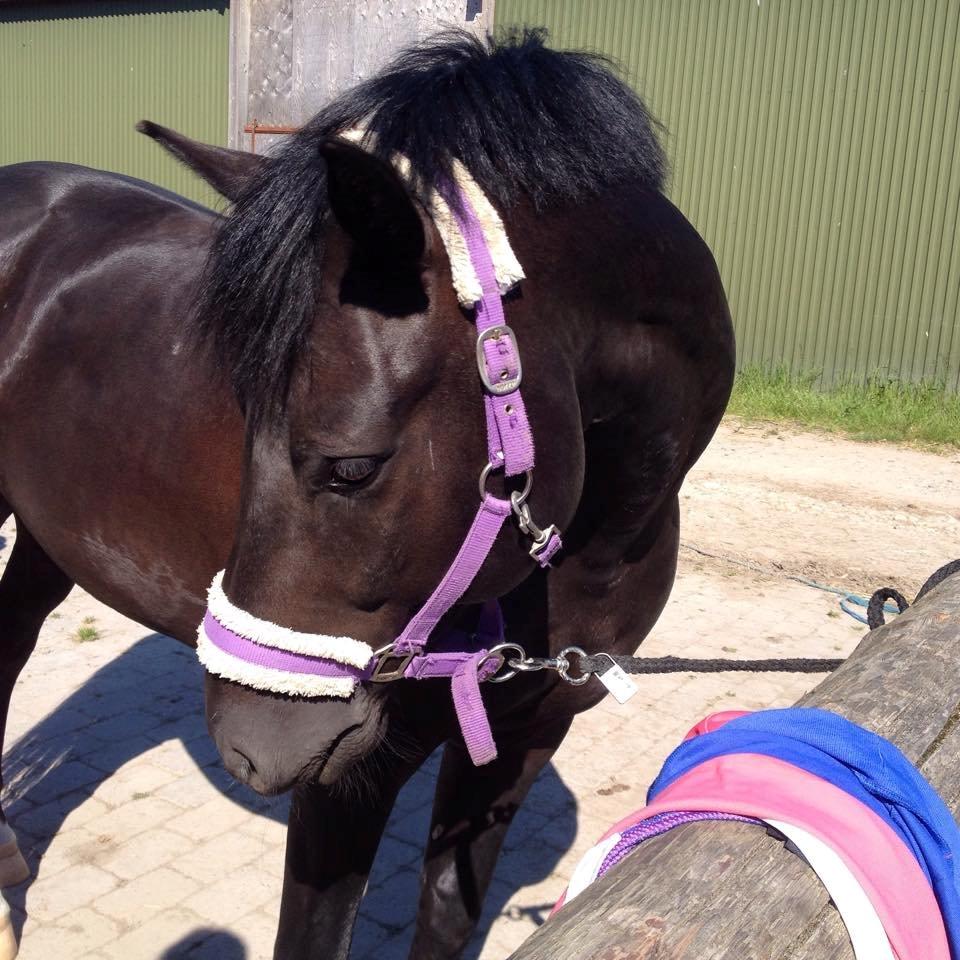 New Forest Kronborggaards Gigolo billede 10