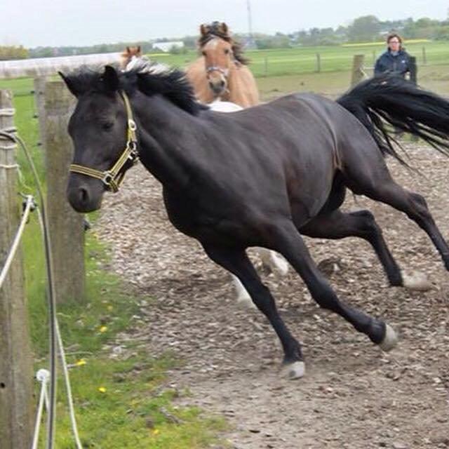 New Forest Kronborggaards Gigolo billede 11