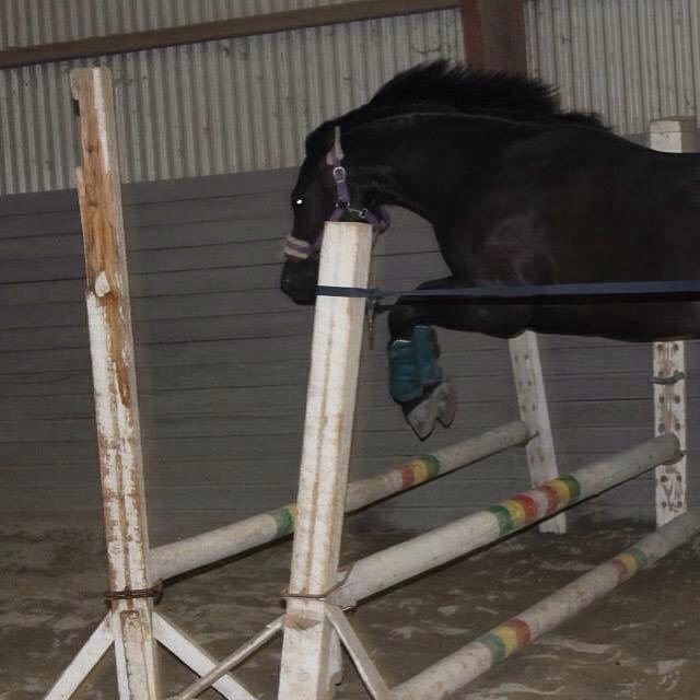 New Forest Kronborggaards Gigolo - løsspring  billede 13