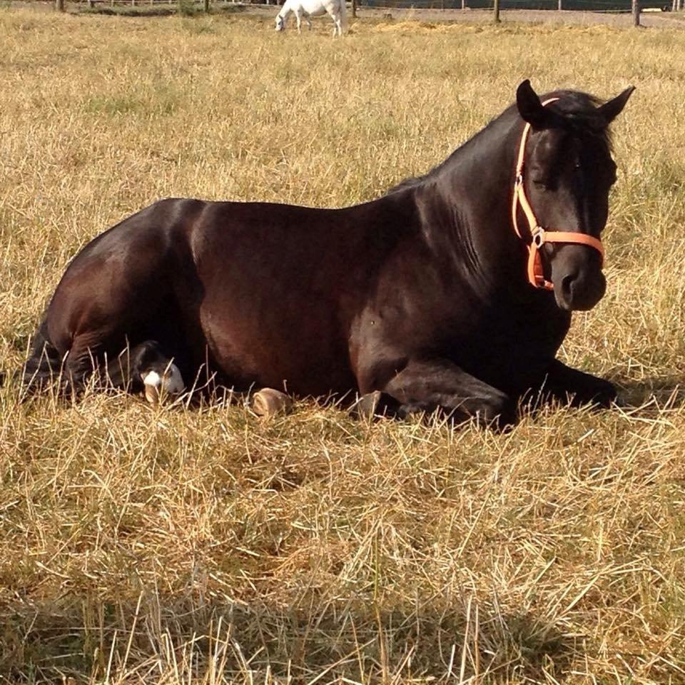 New Forest Kronborggaards Gigolo - en lur på folden en varm sommer dag  billede 14