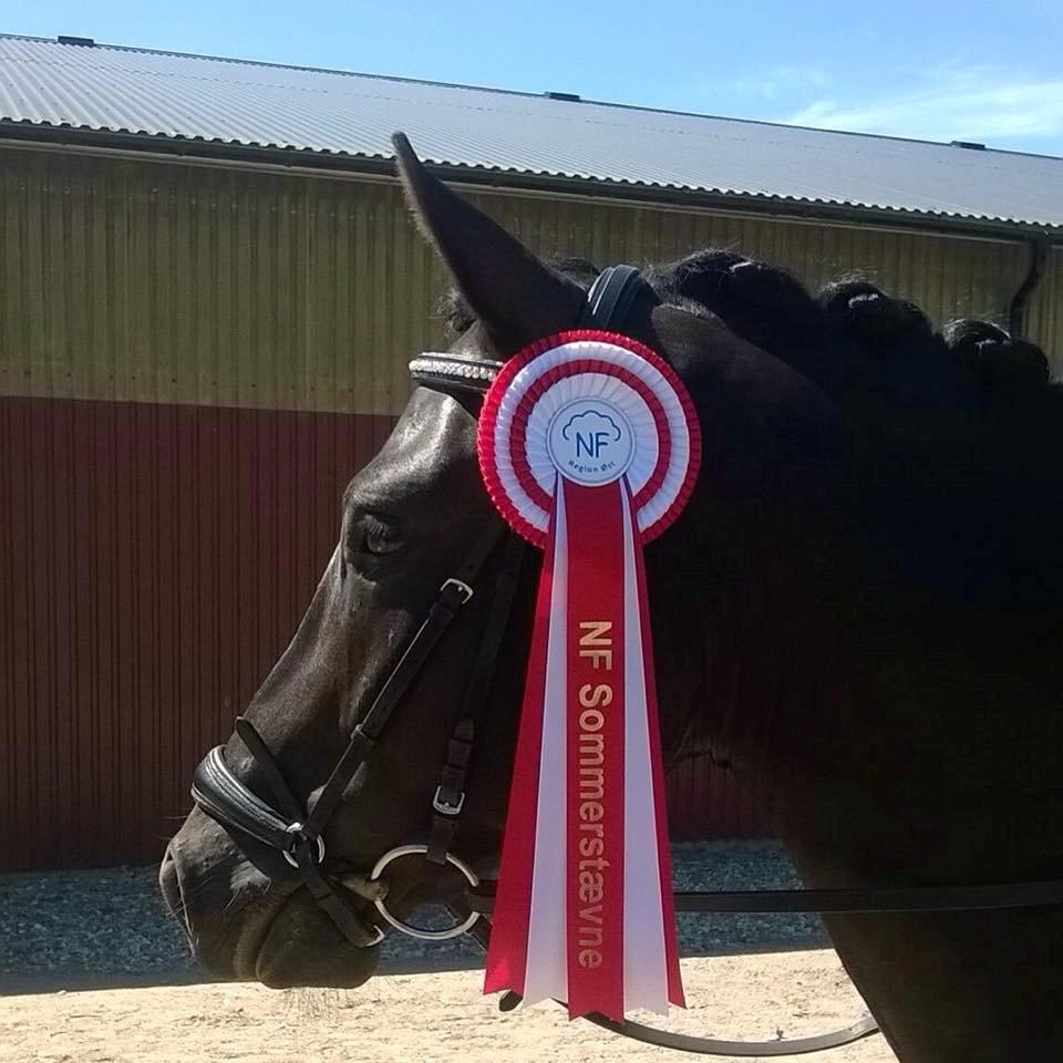 New Forest Kronborggaards Gigolo - vores første, første plads sammen  billede 15