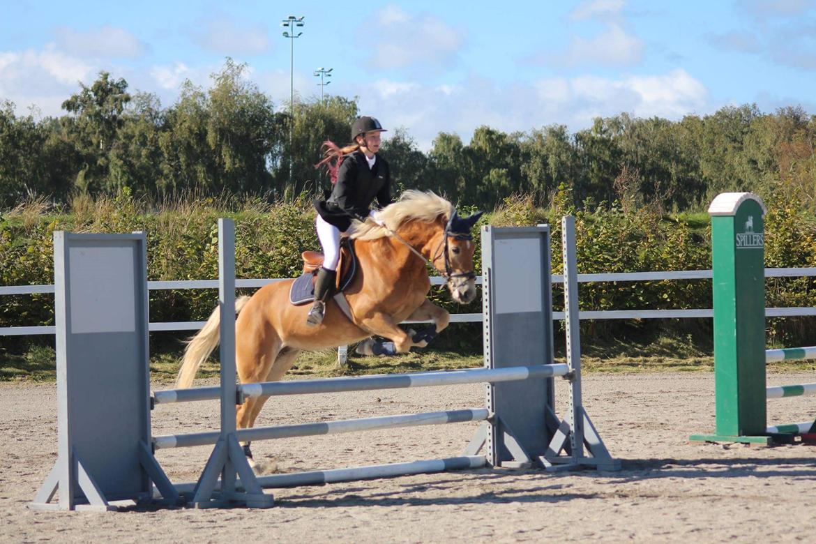 Haflinger Frida - 27/9-15 Klubmesterskabt på HUR billede 12