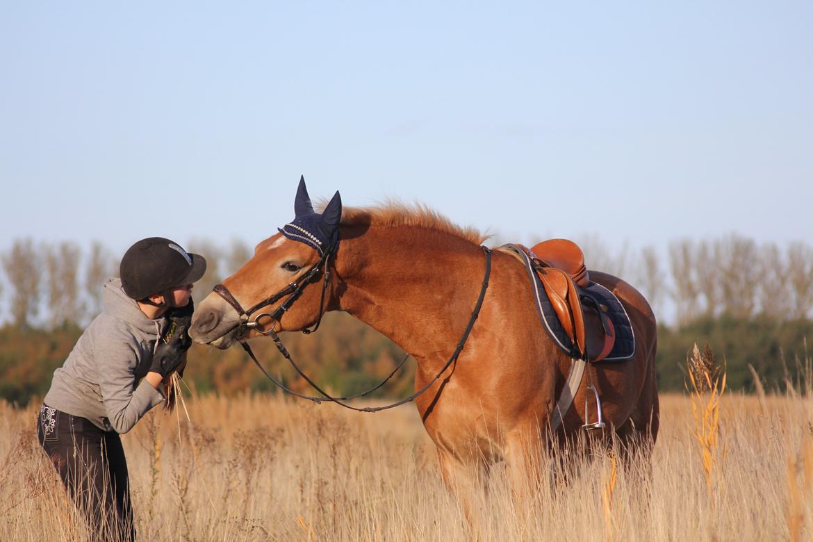 Haflinger Frida billede 13