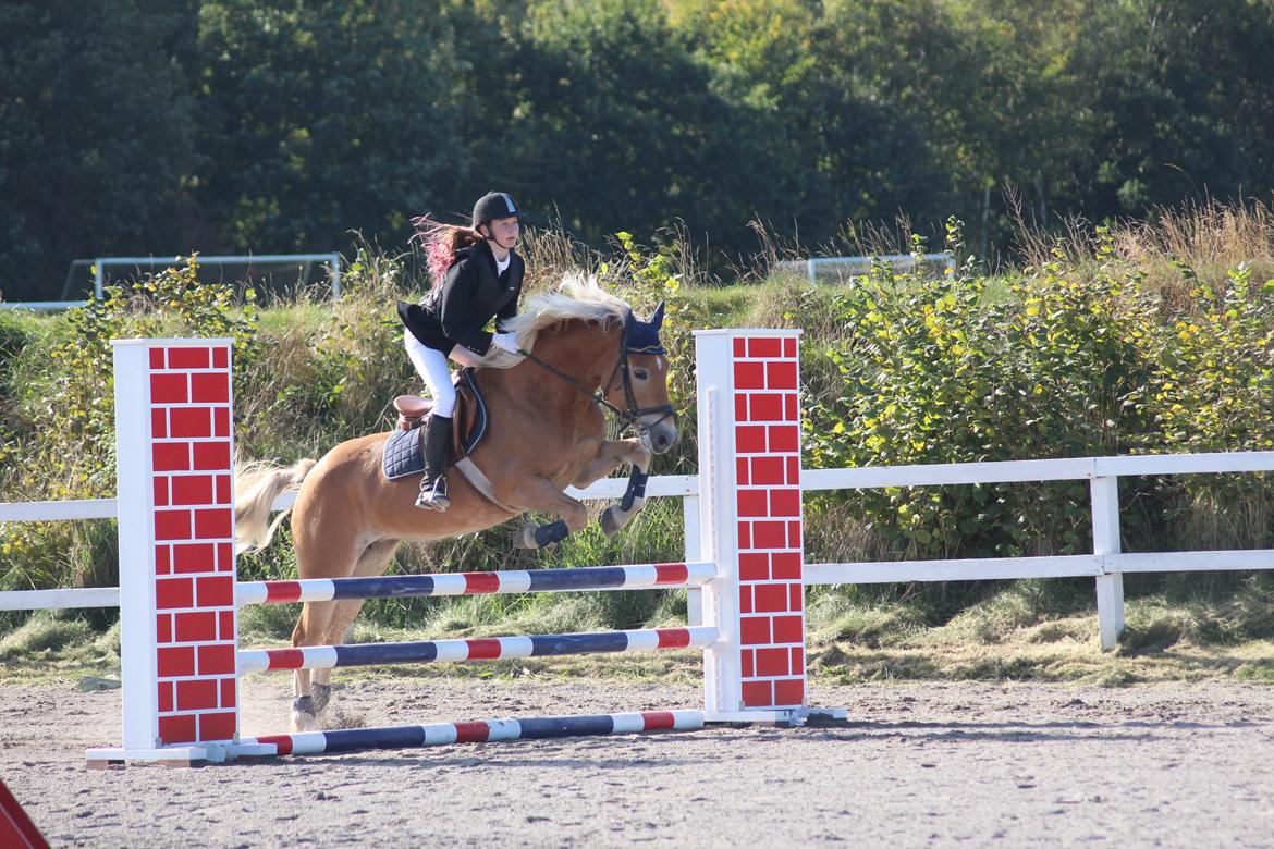 Haflinger Frida - 27/9-15 Klubmesterskabt på HUR billede 14