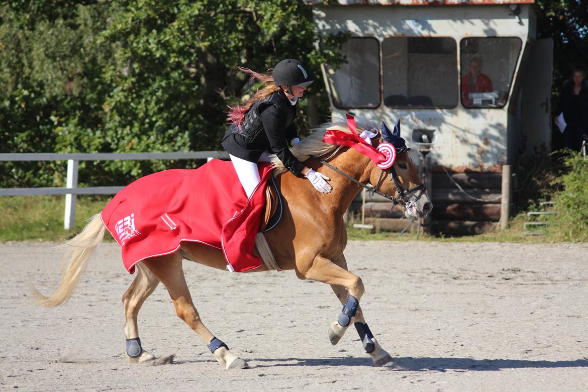 Haflinger Frida - 27/9-15 Klubmesterskabt på HUR billede 16