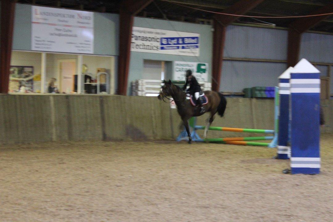 Tysk Sportspony Burghof´s voyager - Nejst Rideklun november 2015 billede 14