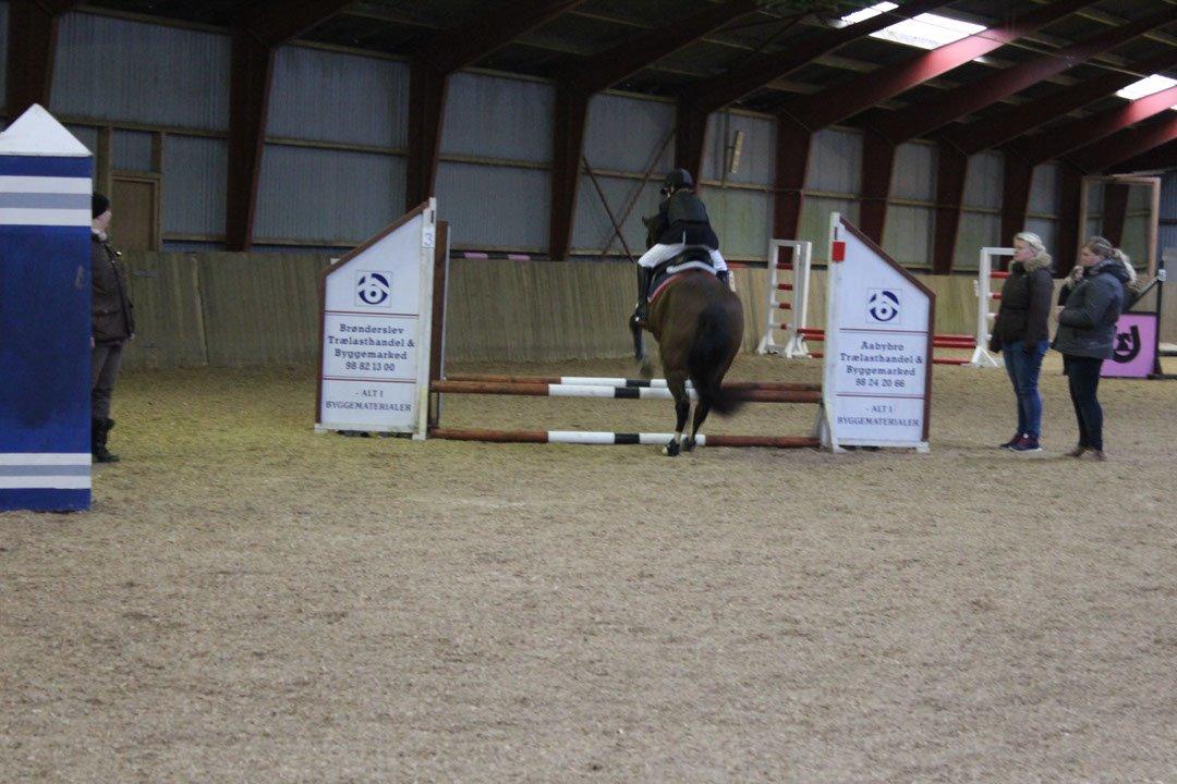 Tysk Sportspony Burghof´s voyager - Nejst Rideklun november 2015 billede 15