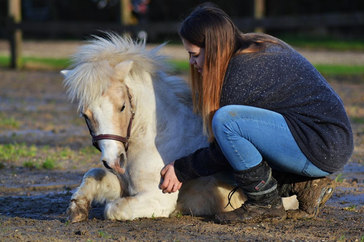 Amerikansk Miniature Birchwood UK Remarkable Ranger - Så meget kærlighed til denne lille pony <3 billede 5