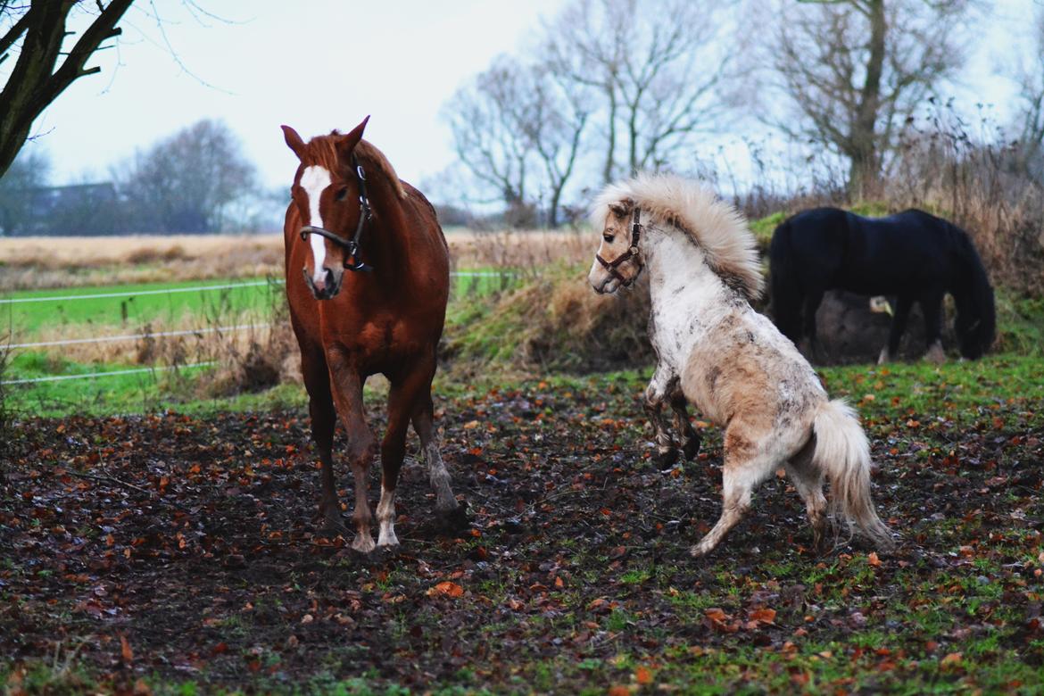 Amerikansk Miniature Birchwood UK Remarkable Ranger - STOR FARLIG PONY - 27/11-2015 billede 12