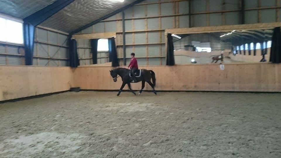 Oldenborg Another one 2 (Dundee) - første ride tur efter han blev min😍 billede 1