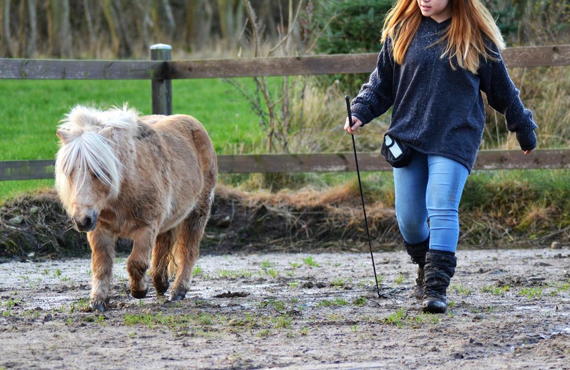 Shetlænder Stjernens Mini-Lion - Liberty er blevet vores stærke side. Det hele er leg <3 28/12-2015 billede 12