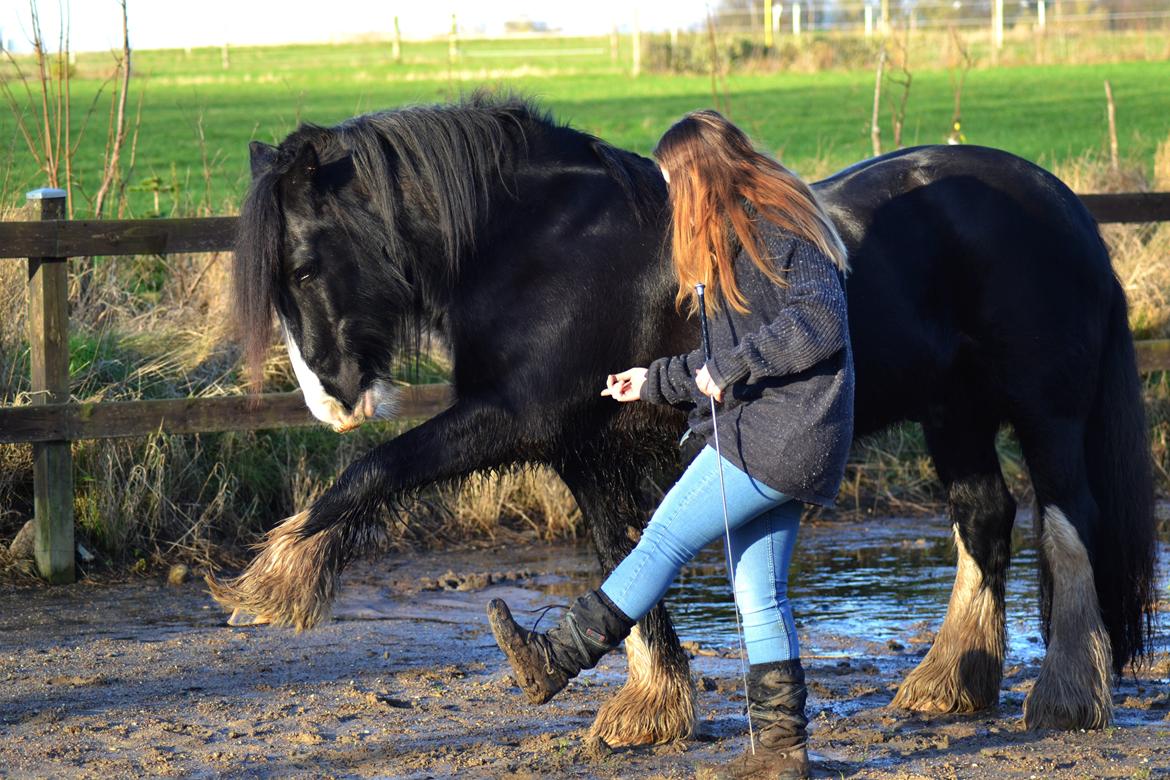 Irish Cob Valentin Wombat - Spanske løft, det klare vi snildt <3 - 28/12-2015 billede 4