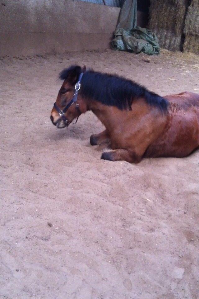 Anden særlig race Else { part } billede 15