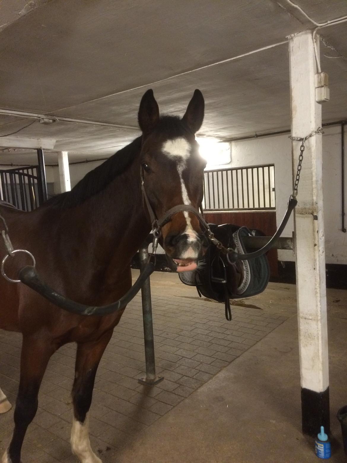 Dansk Varmblod M.B Ambition's Boy billede 40