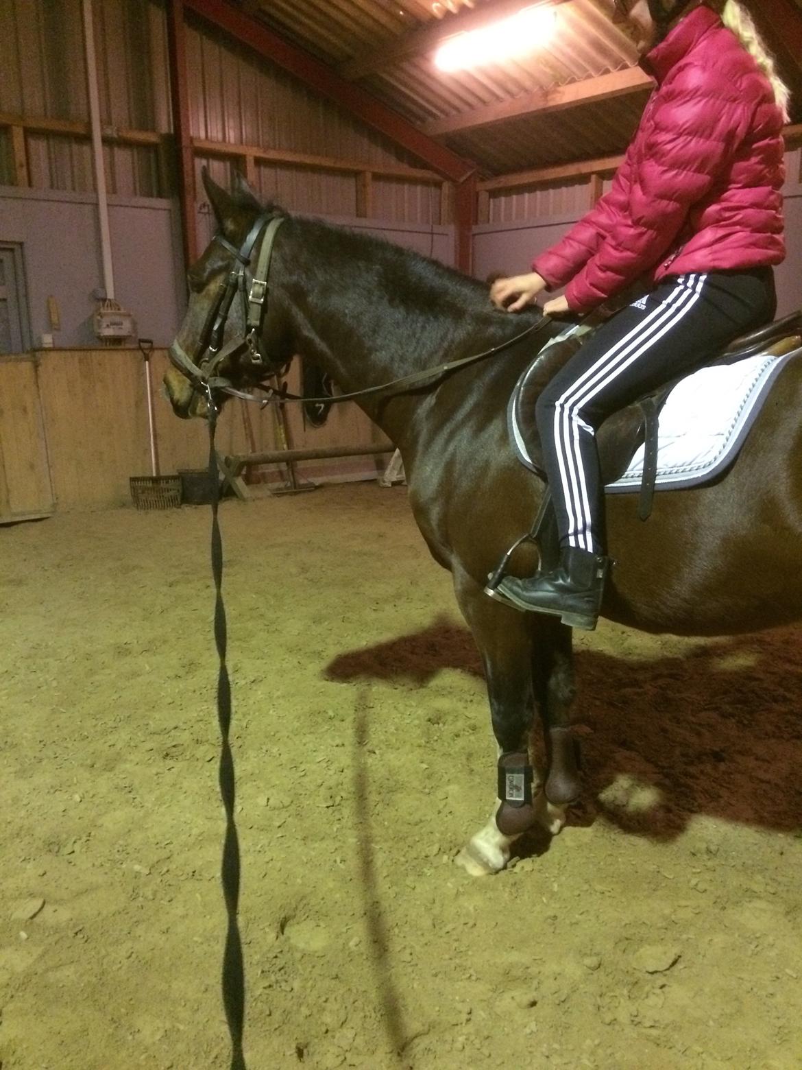 Dansk Varmblod M.B Ambition's Boy billede 41