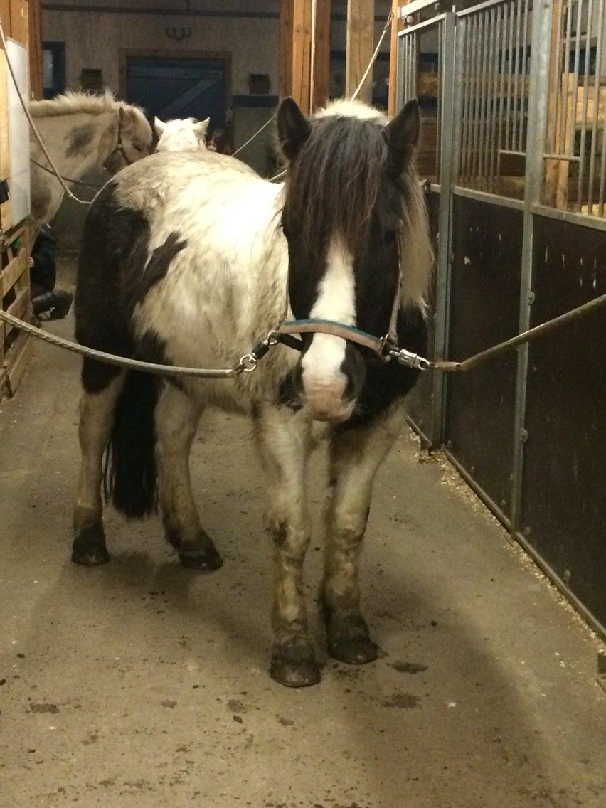 Anden særlig race Sparky billede 3