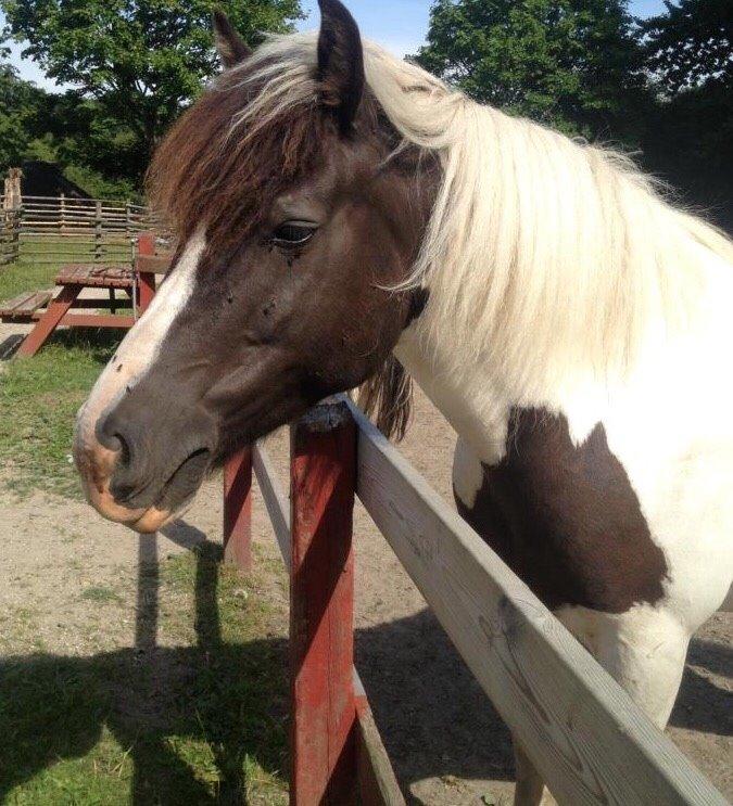 Anden særlig race Sparky billede 4