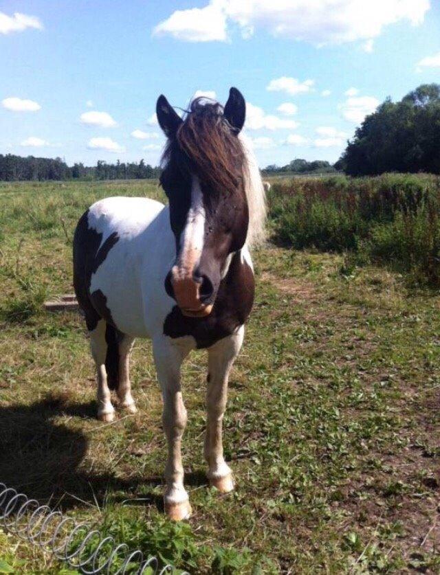 Anden særlig race Sparky billede 5