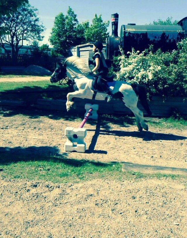 Anden særlig race Sparky billede 9