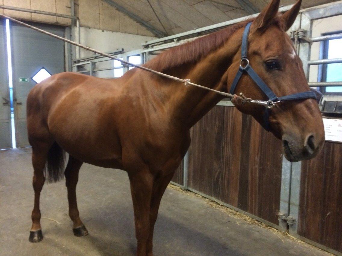 Holstener Cara billede 2