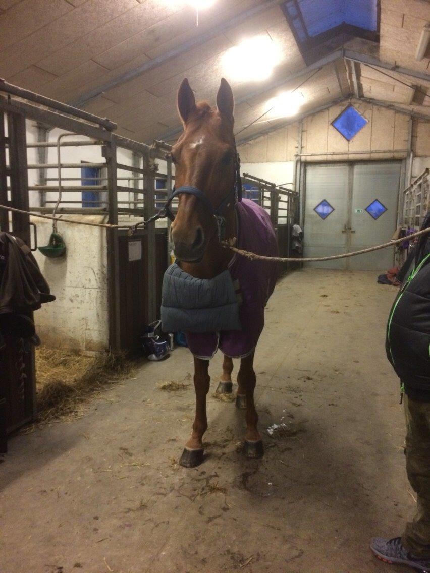 Holstener Cara billede 3