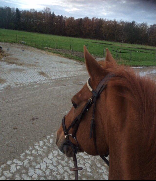 Holstener Cara billede 4