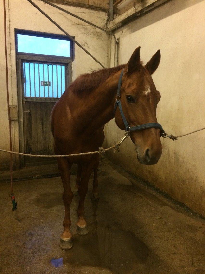 Holstener Cara billede 5