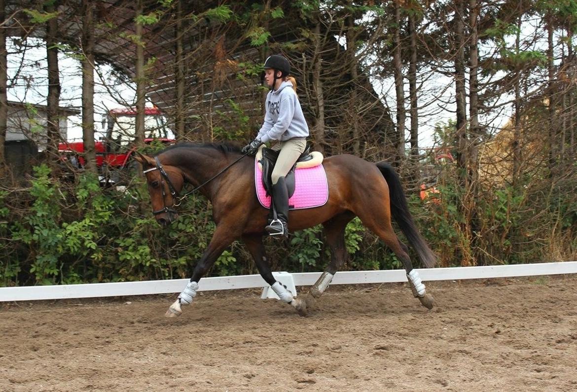 Anden særlig race Amy (SOLGT) billede 14