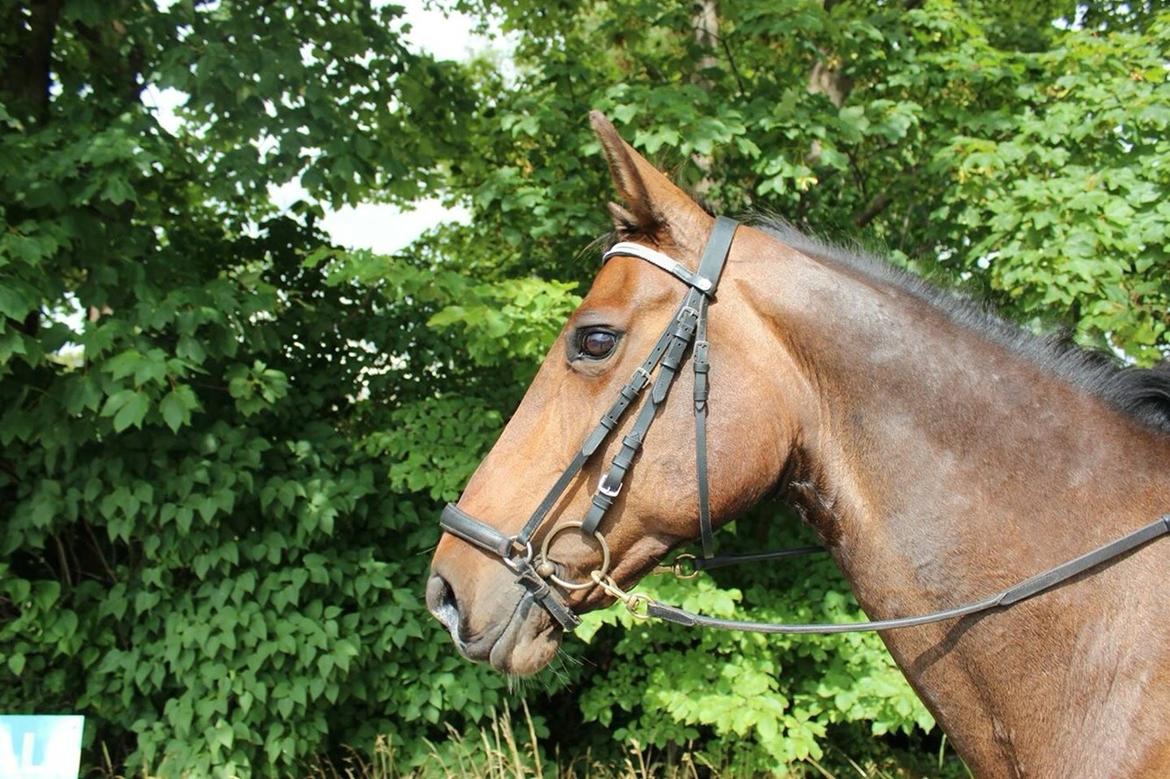 Anden særlig race Amy (SOLGT) billede 15