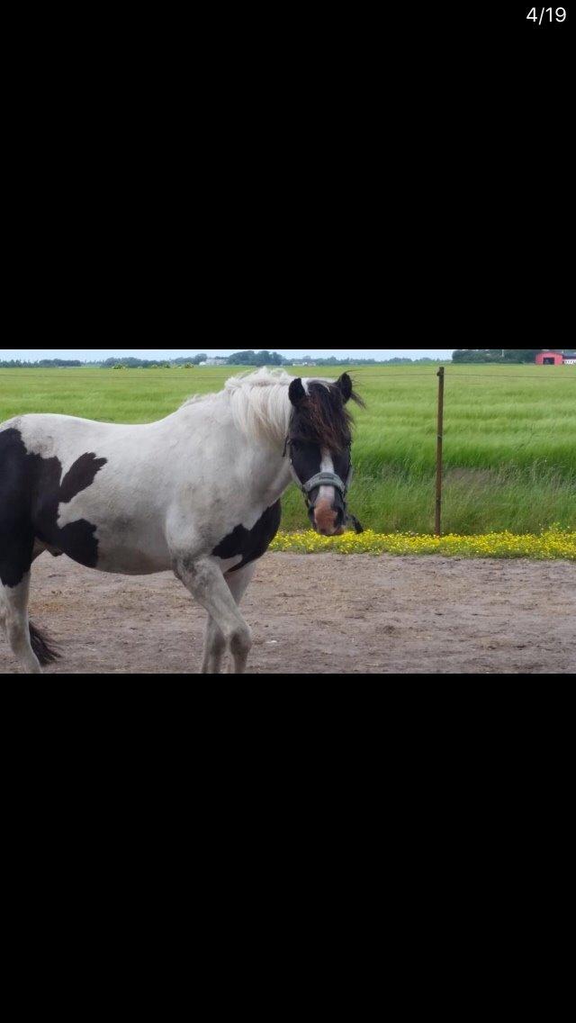 Anden særlig race Sparky billede 8