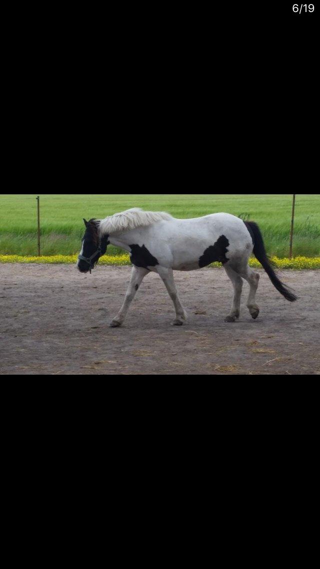 Anden særlig race Sparky billede 7