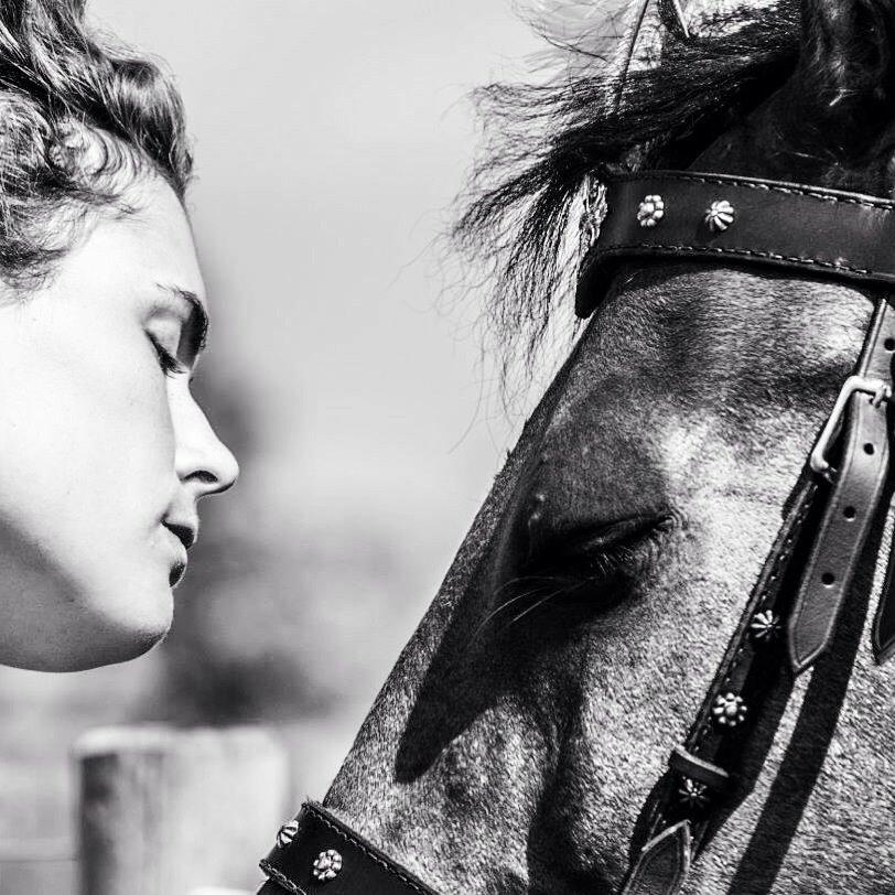 Hollandsk Varmblod Ravel billede 18