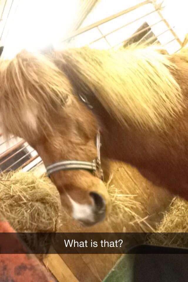 Islænder Nórð Stjerní (Solgt) billede 2