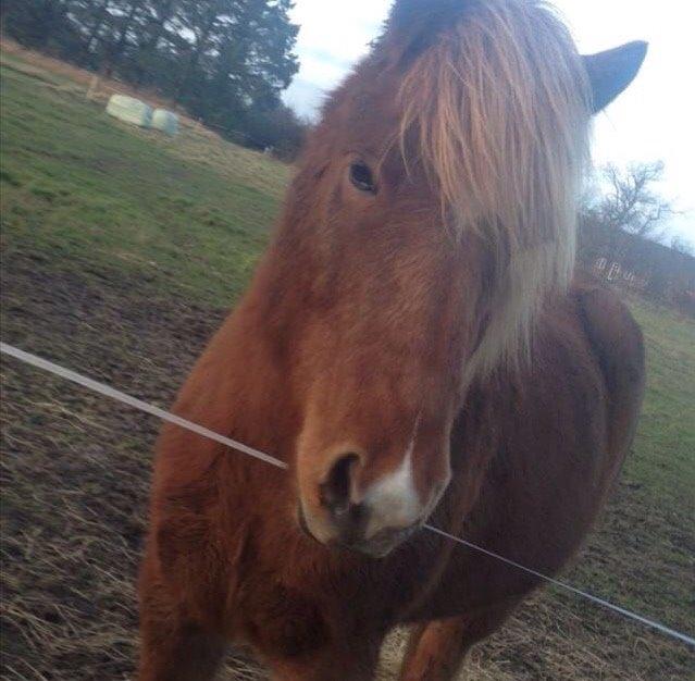 Islænder Nórð Stjerní (Solgt) billede 4