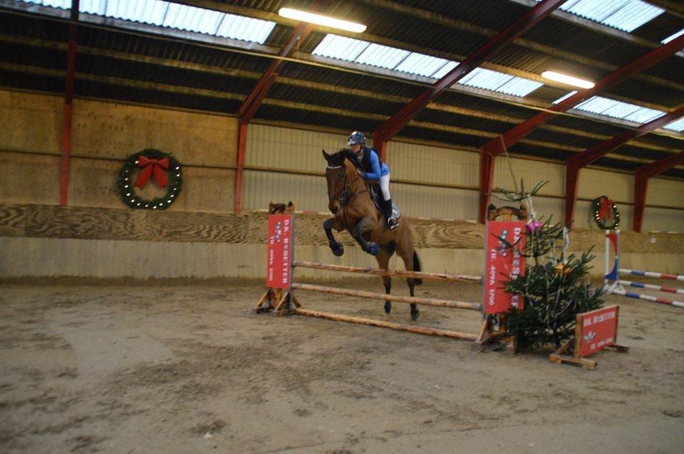 Dansk Varmblod Nevell billede 19