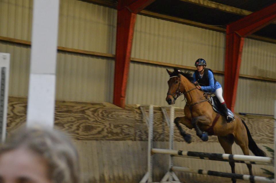 Dansk Varmblod Nevell billede 20