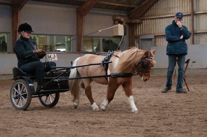 Dansk Miniature Egehøj's Playmate billede 1