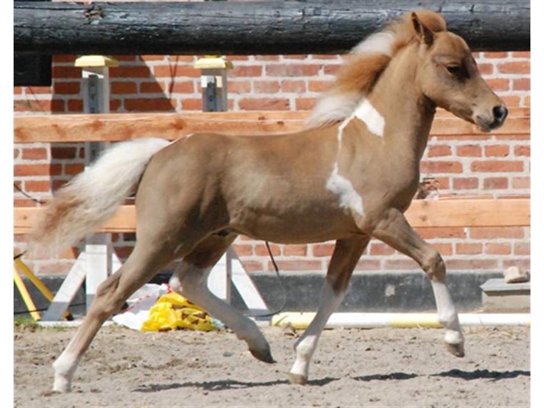 Dansk Miniature Egehøj's Playmate billede 2