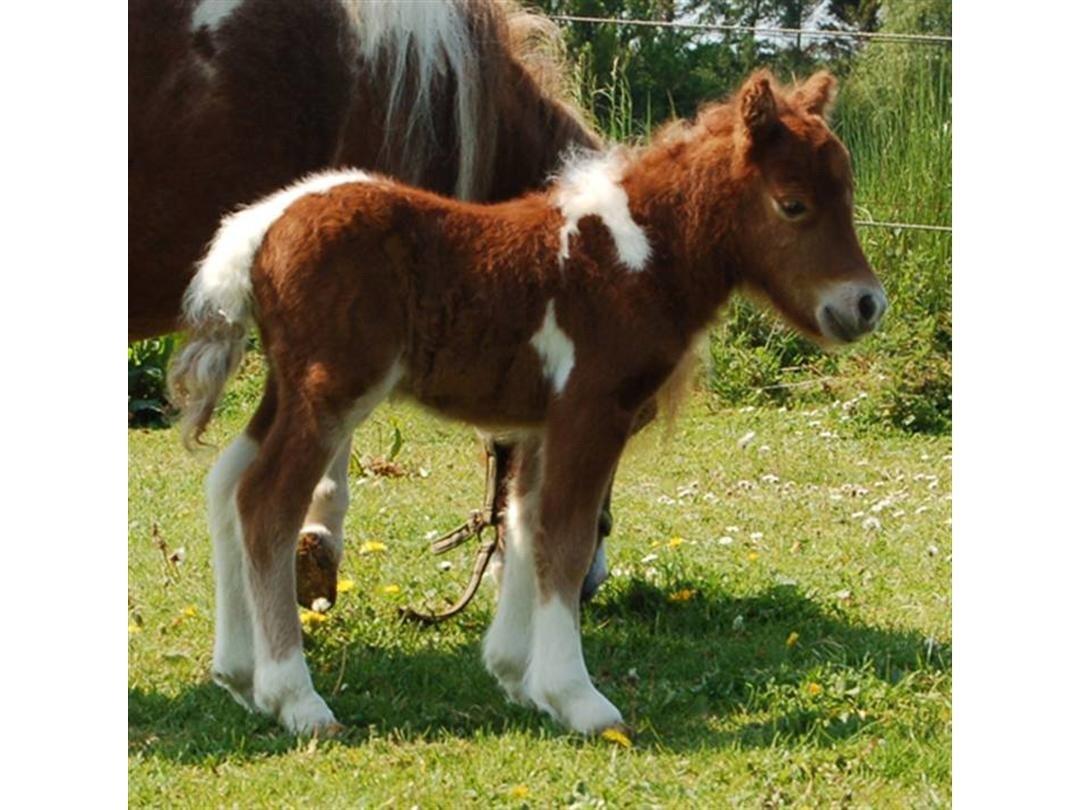 Dansk Miniature Egehøj's Playmate billede 3