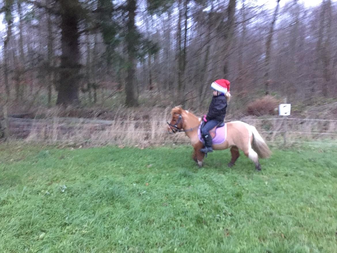 Dansk Miniature Egehøj's Playmate billede 4