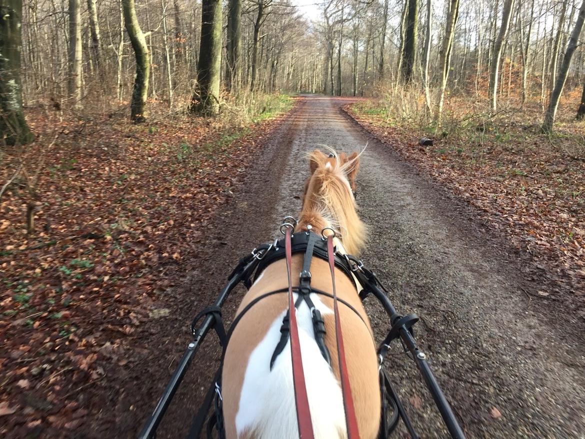 Dansk Miniature Egehøj's Playmate billede 5