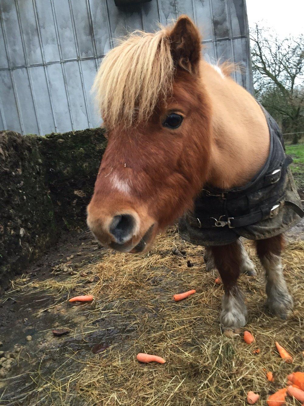 Dansk Miniature Egehøj's Playmate billede 7