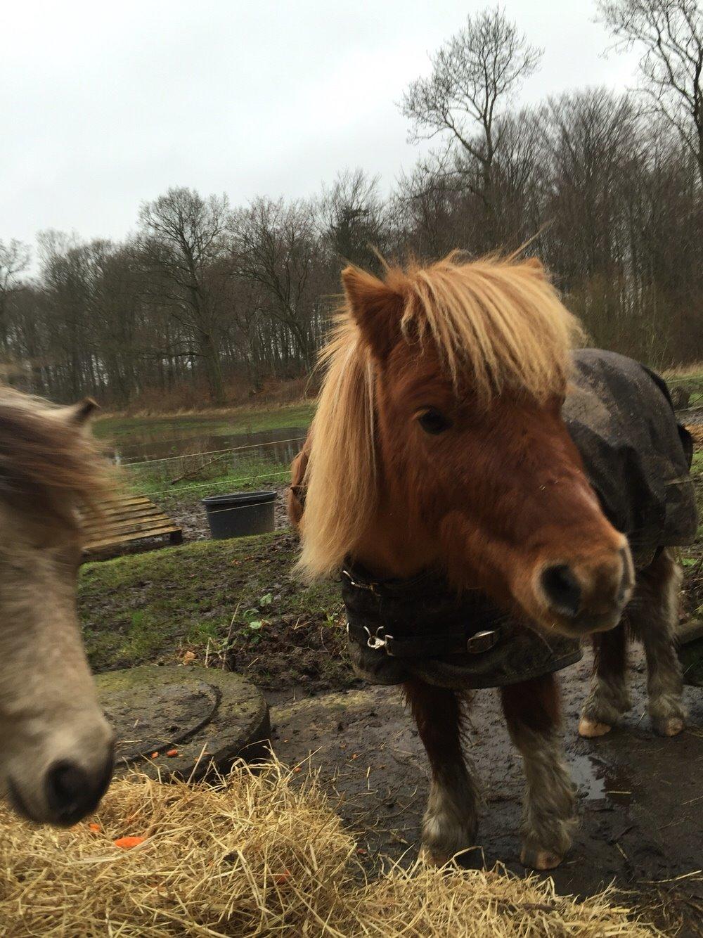 Dansk Miniature Egehøj's Playmate billede 8